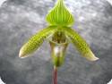 Paph. javanicum